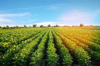 Agriculture Project